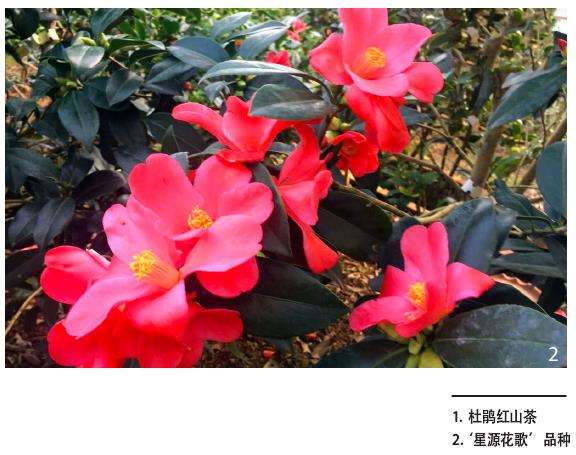 6个多季茶花品种的观赏性 图片