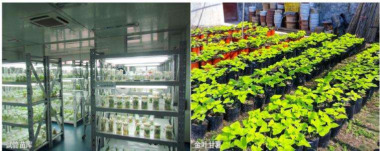 观赏甘薯在徐州园林的5个研究及应用