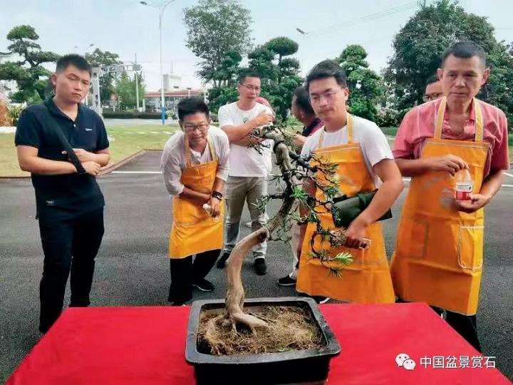 怎么让小微盆景文化走进千家万户 图片