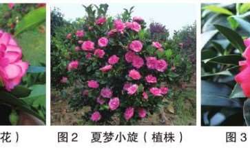 10个四季茶花新品种的观赏属 图片