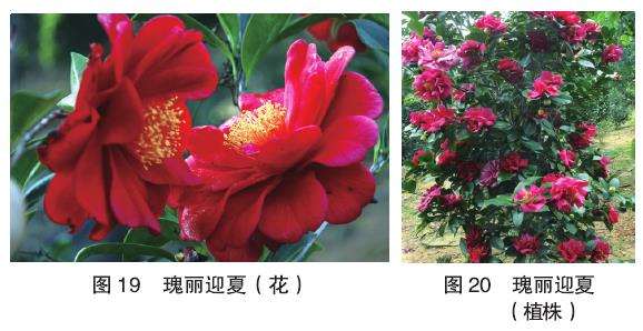 10个四季茶花新品种的观赏属 图片