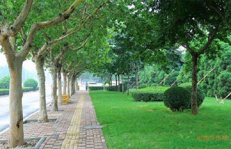 中国城市绿化树种多样性的均质化特征