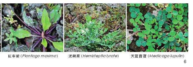 成都市区河流廊道自生植物多样性格局