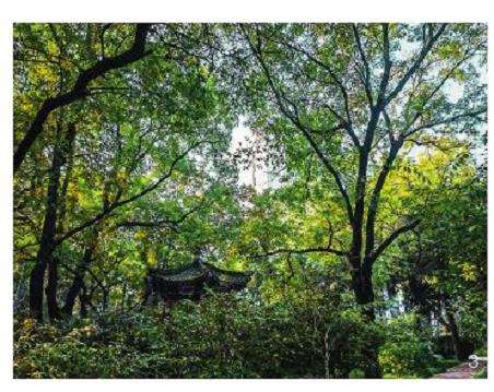 基于生物多样性的城市绿地植物群落构建原则与方法