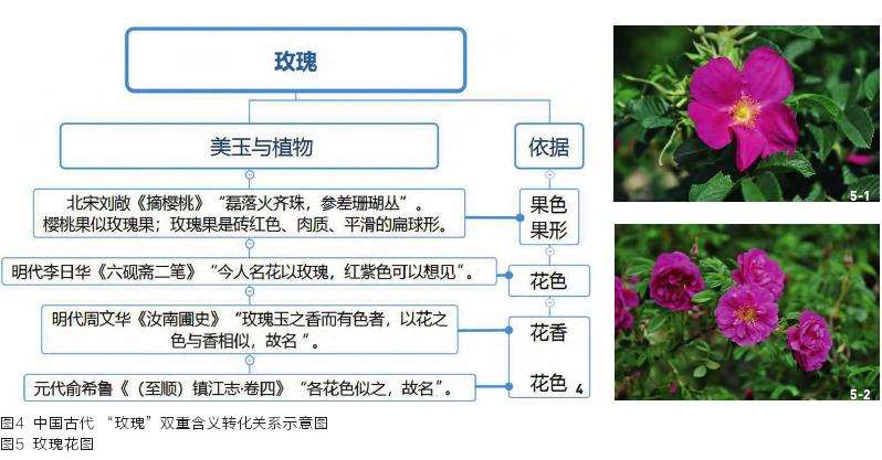 中国古代玫瑰植物含义的转化