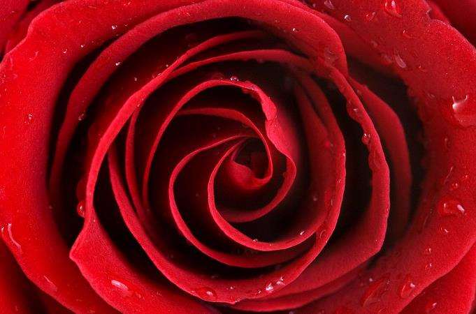 清代用玫来命名与玫瑰相似的植物的情况