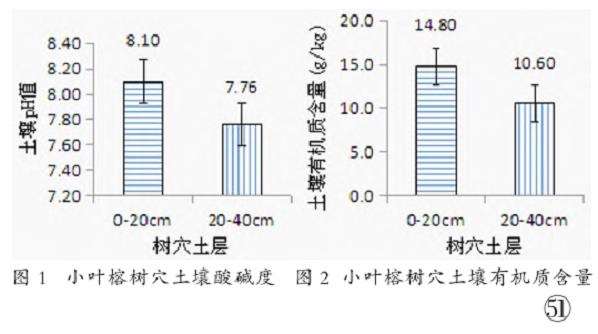 小叶榕长势衰弱的2个原因分析 图片