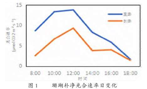 珊瑚朴光合特性及4个固碳释氧效应