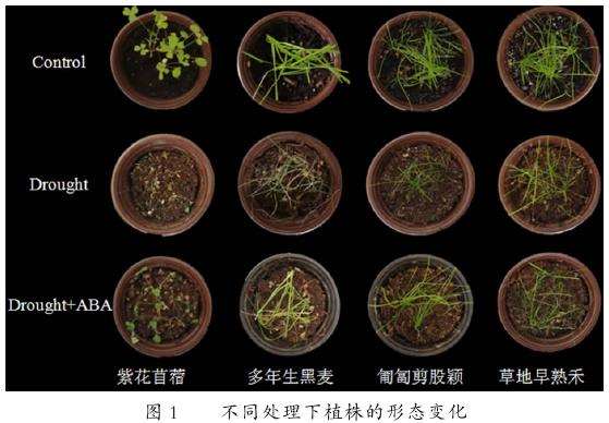 外源ABA对干旱胁迫下4种园林地被植物形态的影响