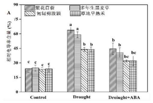 外源ABA对干旱胁迫下4种园林地被植物形态的影响