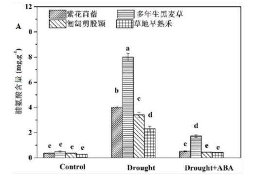 外源ABA对干旱胁迫下4种园林地被植物形态的影响