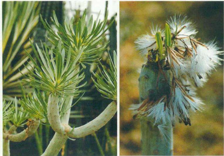 菊科多肉植物的6个品种 图片