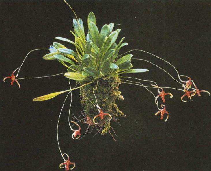 尾萼兰是兰科腋花兰亚族中比较奇特的洋兰