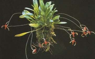 尾萼兰是兰科腋花兰亚族中比较奇特的洋兰