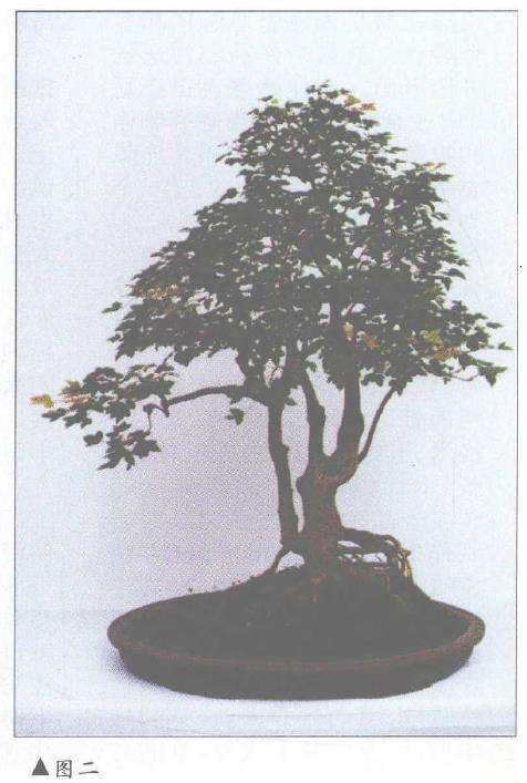 三角枫树桩盆景《金陵风骨》小析 图片