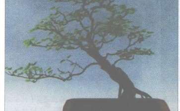 三角枫树桩盆景《长袖舞东风》的设计 图片