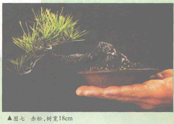 风雅居主人及其微型赤松盆景（上） 图片