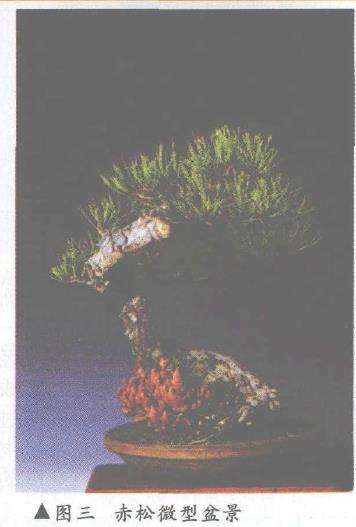 风雅居主人及其微型赤松盆景（上） 图片