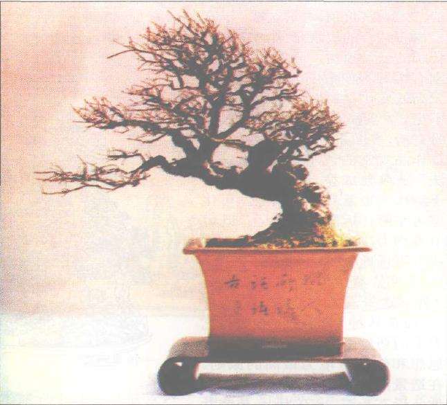 欣赏贺淦荪的榆树盆景《东风劲吹》图片