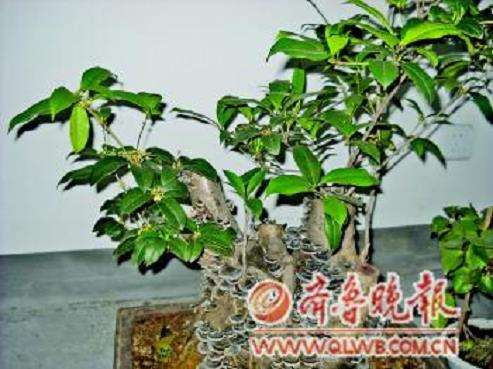 济南市民 家中桂花盆景上长出灵芝 图片