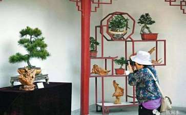 太原市第十一届盆景艺术节昨日开幕