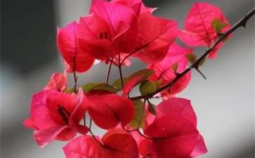 为什么6月三角梅生长开花的好季节