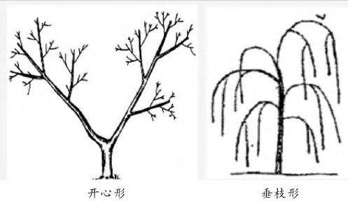 不同修剪方式对观赏海棠树势的5个影响