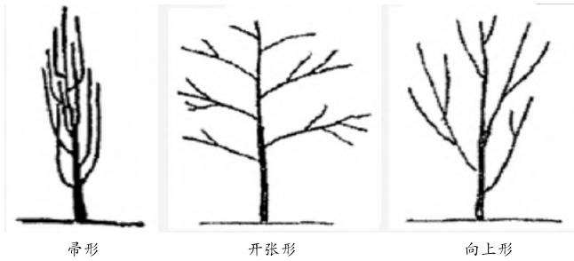 不同修剪方式对观赏海棠树势的5个影响