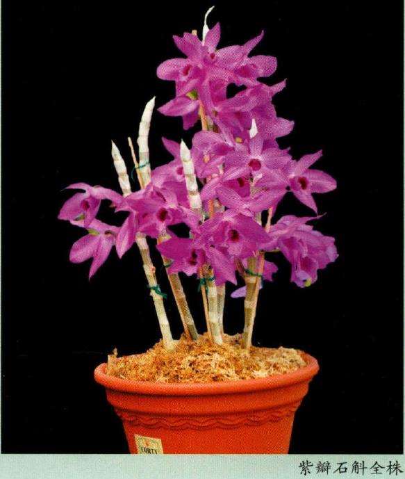 紫瓣石斛属于石斛组 茎粗壮 有多节