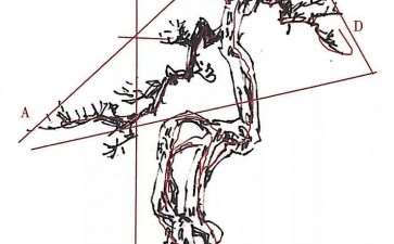 图解 榕树盆景怎么制作设计图的3个方法