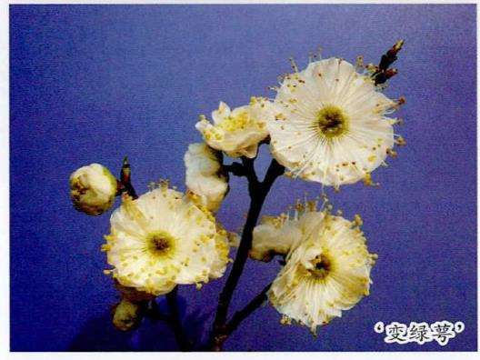 梅花品种中有很多老品种 花色艳丽 图片