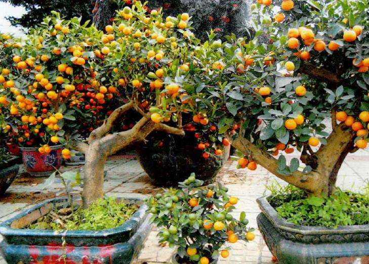 金橘盆栽主要栽培的3个品种 图片