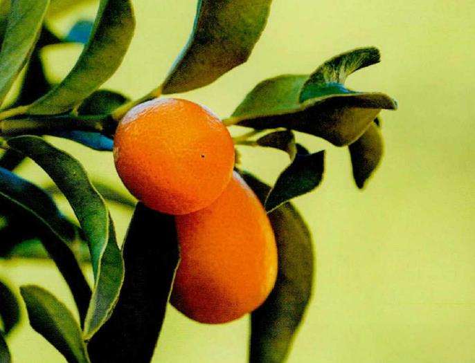 金橘盆栽主要栽培的3个品种 图片