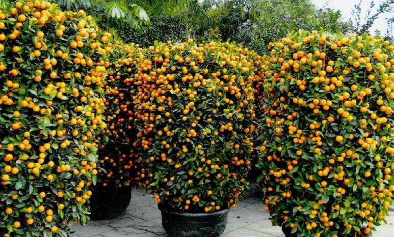 金橘盆栽土壤怎么浇水的方法