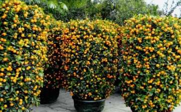 金橘盆栽土壤怎么浇水的方法 图片