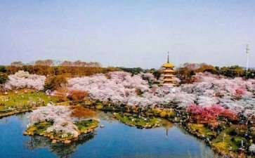 世界三大樱花园之一的武汉东湖磨山景区