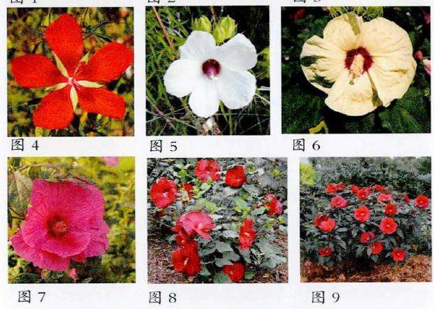 芙蓉葵的5个育种概况 图片