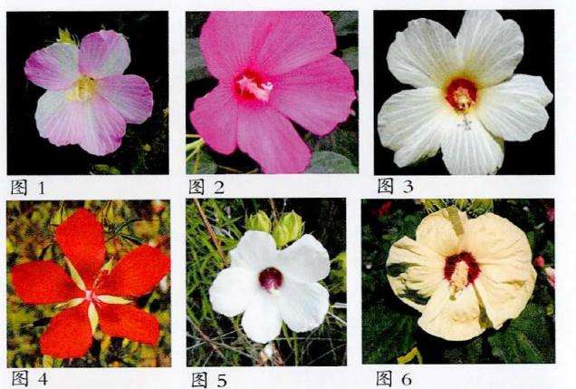 芙蓉葵的5个育种概况 图片