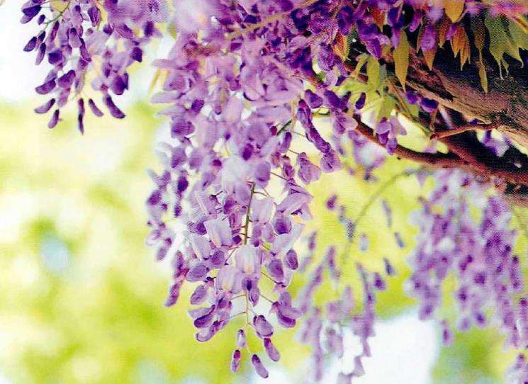 紫藤的花期和5个养护方法 图片