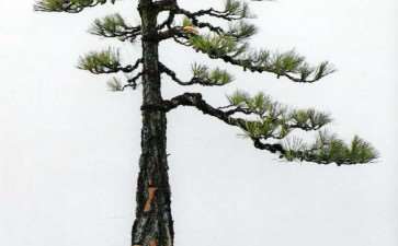 图解 黄山松盆景怎么蟠扎树冠的5个步骤
