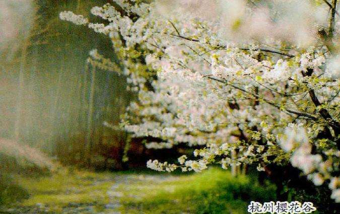 杭州山地樱花公园 图片