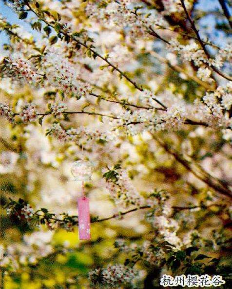 杭州山地樱花公园 图片