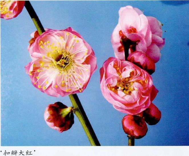 梅花专类园的4个中花品种 图片