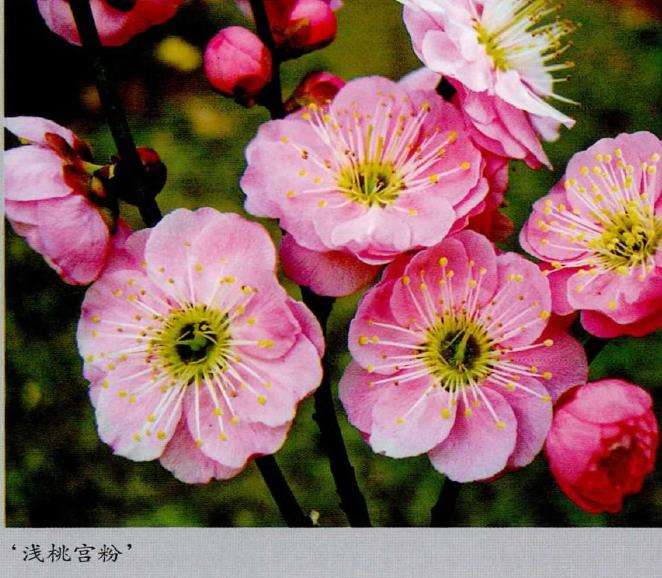 梅花专类园的4个早花品种 图片