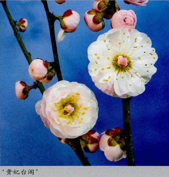 梅花专类园的4个早花品种 图片