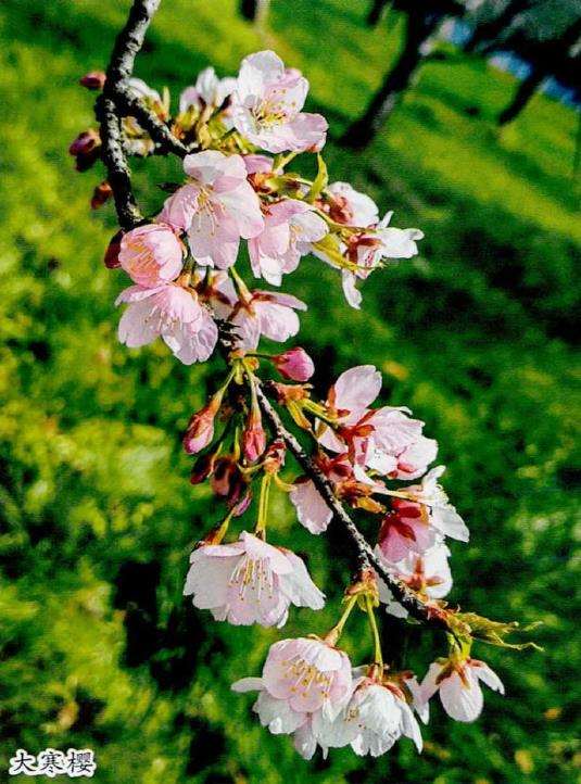 目前流行的9个早期樱花品种 图片