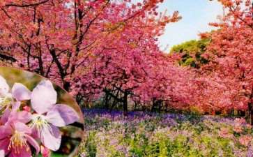 目前流行的9个早期樱花品种 图片
