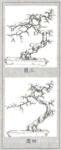 图解 盆景树桩的个性与造枝