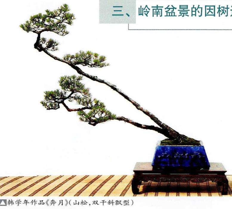 岭南盆景怎么因树造型的3个方法 图片