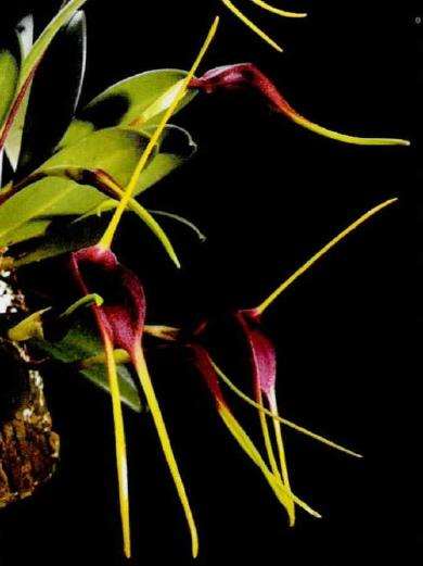 尾萼兰品种欣赏 (五) 图片